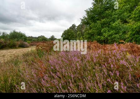 Autunno ed erica nel Wahner Heide Foto Stock