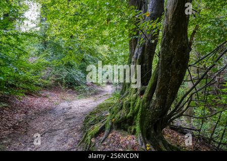 Sentiero forestale nel Wahner Heide in autunno Foto Stock