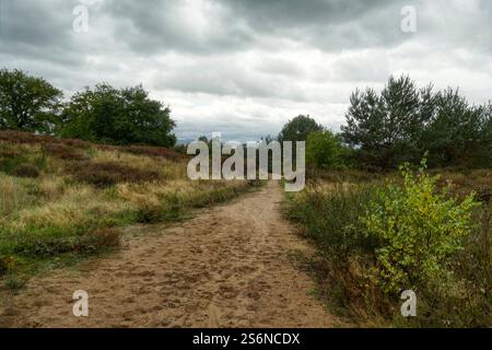 Splendido sentiero sabbioso nel Wahner Heide in autunno Foto Stock