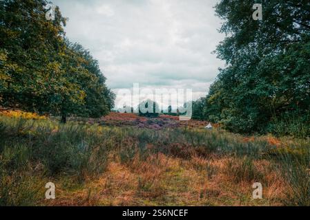 Colorato Wahner Heide in autunno Foto Stock