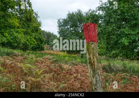 Paesaggio di Heath e cartello nel Wahner Heide in autunno Foto Stock