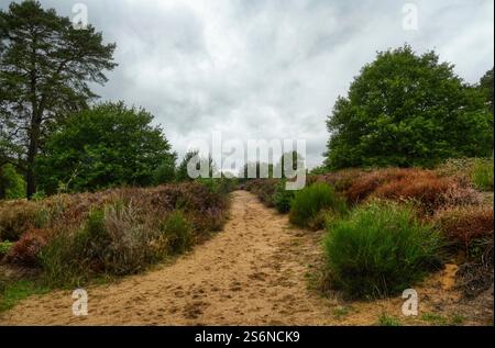 Sentiero sabbioso nel Wahner Heide in autunno Foto Stock