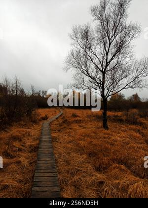 Sentiero e albero in legno negli alti Fens in Belgio Foto Stock