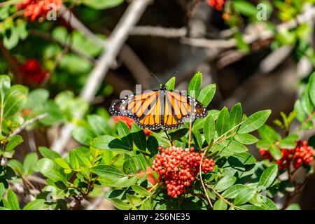 Una farfalla è arroccata su un cespuglio con frutti di bosco rossi. Concetto di tranquillità e bellezza naturale, dato che la farfalla è circondata dai colori vibranti di Foto Stock
