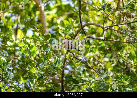 Una comune pagaia seduta su un albero Foto Stock