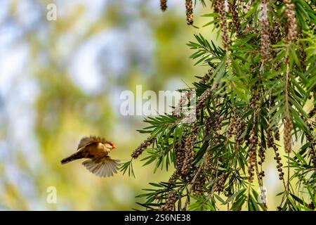 Una comune pagaia seduta su un albero Foto Stock