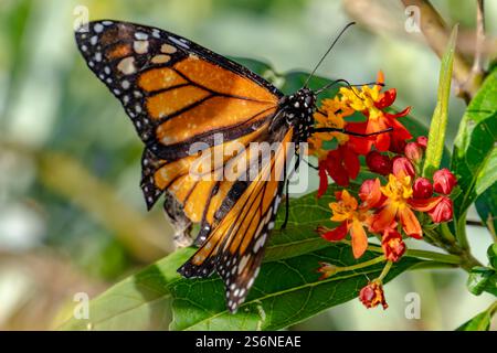 Farfalla monarca arroccata su un fiore selvatico Foto Stock
