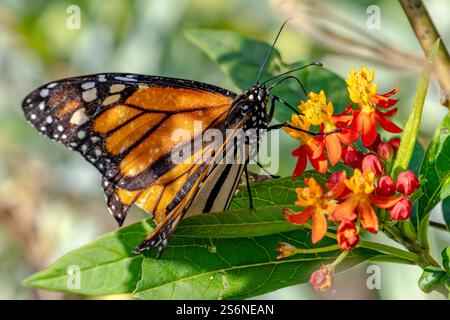 Farfalla monarca arroccata su un fiore selvatico Foto Stock