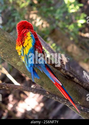 Macaw Red Parrot, Penisola dello Yucatan, Messico Foto Stock