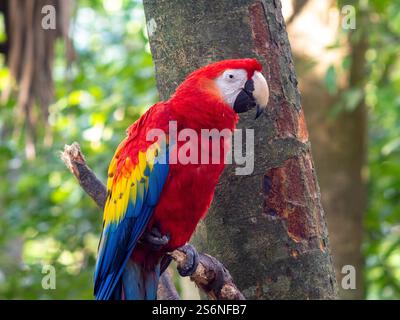 Macaw Red Parrot, Penisola dello Yucatan, Messico Foto Stock