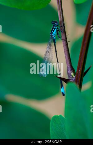 Primo piano, ritratto di una damigella azzurra, una piccola libellula Foto Stock