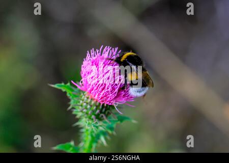 Un bumblebee si siede su un cardo del latte e raccoglie il polline Foto Stock