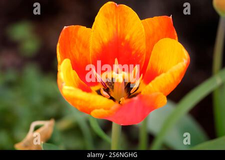 Il fiore di un tulipano giallo rosso Foto Stock