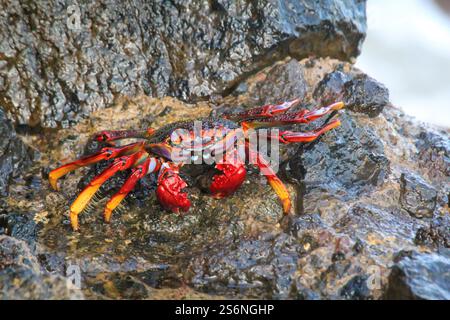 Granchio rosso su una roccia delle Isole Canarie, Grapsus-grapsus adscensionis Foto Stock
