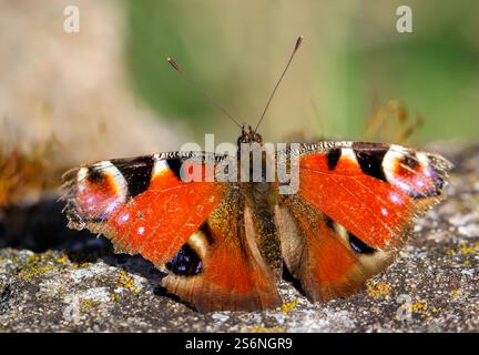 Un ritratto di un giorno pavone seduto su una pietra Foto Stock