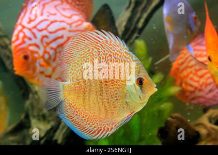 Ritratto di uno splendido ciclide di un disco colorato in un acquario amazzonico Foto Stock
