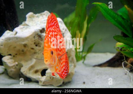 Ritratto di uno splendido ciclide di un disco colorato in un acquario amazzonico Foto Stock