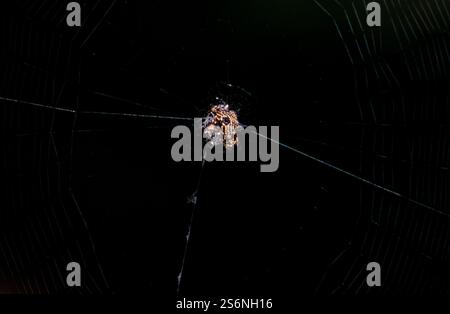 Araña espinosa, Messico Foto Stock