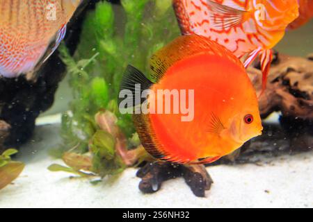 Ritratto di uno splendido ciclide di un disco colorato in un acquario amazzonico Foto Stock