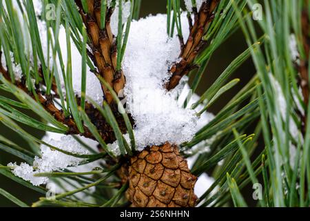 Un ramo di pino ricoperto di neve. La neve copre gli aghi di pino e i rami. La neve è bianca e soffice Foto Stock
