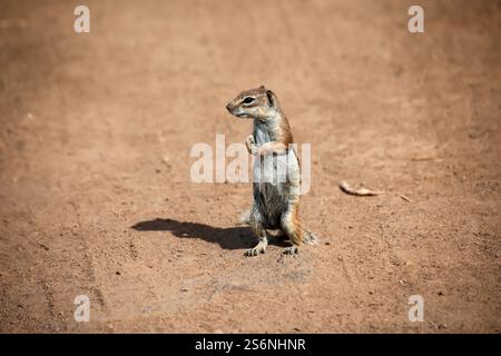 Uno scoiattolo di Atlante in una regione desertica a Fuerteventura Foto Stock