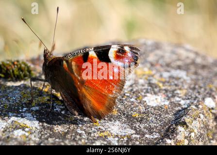 Un ritratto di un giorno pavone seduto su una pietra Foto Stock