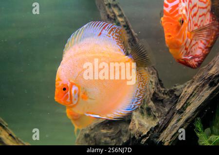 Ritratto di uno splendido ciclide di un disco colorato in un acquario amazzonico Foto Stock