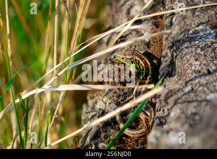 Una lucertola di sabbia maschile su una pietra. Foto Stock