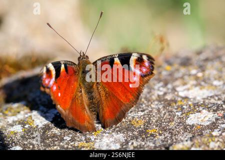 Un ritratto di una farfalla di pavone seduta su una pietra Foto Stock