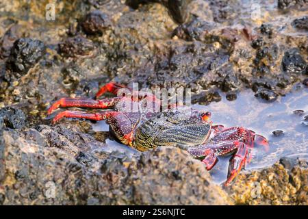 Un granchio rosso di scogliera o un granchio rosso di roccia su una roccia vicino al mare Foto Stock