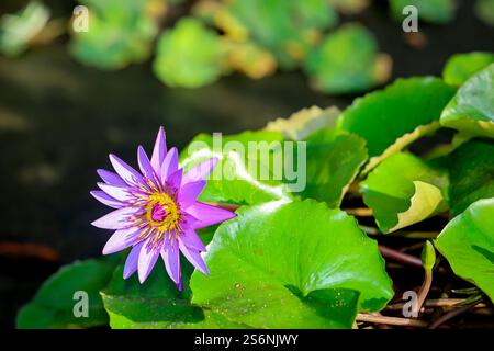 Un giglio d'acqua egiziano blu con fiori. Mymphaea nouchali var. caerulea Foto Stock