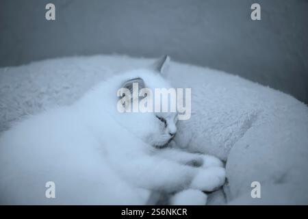 Ritratto di un gatto di casa Foto Stock
