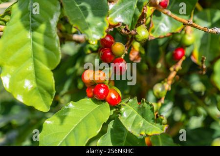 Un mucchio di bacche rosse appese ad un albero. Le bacche sono mature e pronte per essere raccolte Foto Stock