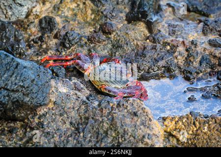 Un granchio rosso di scogliera o un granchio rosso di roccia su una roccia vicino al mare Foto Stock