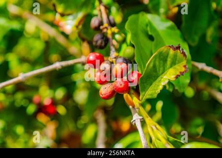 Un mucchio di bacche rosse su un ramo d'albero. Le bacche sono mature e pronte per essere raccolte Foto Stock
