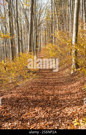 Un sentiero escursionistico coperto di foglie autunnali alla luce del sole. Foto Stock
