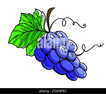 Bacche biologiche mature con foglie, brunch isolato di uva succosa. Stagione della raccolta o cibo sano, menu vegetariano o vegano. Cibo delizioso per disintossicarsi e dietetica, vettoriale in stile piatto. Brunch maturo di uva, succoso vettore di frutta biologica Illustrazione Vettoriale