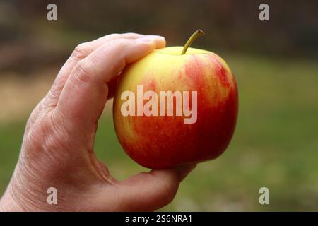 Succosa mela fresca dall'albero Foto Stock