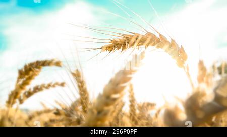 Ripe Spike o orecchie di grano nell'agricoltura serale estiva - campagna e paesaggio agricolo. Foto Stock