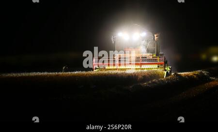 Mietitrebbiatrice per il lavoro di raccolta sul campo di frumento di notte con fari. Foto Stock