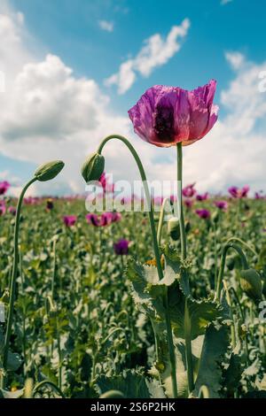 Grande papavero viola in un campo in una giornata di sole Foto Stock