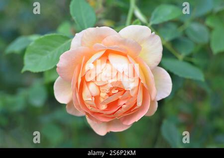 Rosa 'Molineux' ('Ausmol'PBR). Prende il nome da Sir Jack Hayward, ex presidente di Wolverhampton e porta il nome di Molineux - Wolves’ football Stadium. Foto Stock