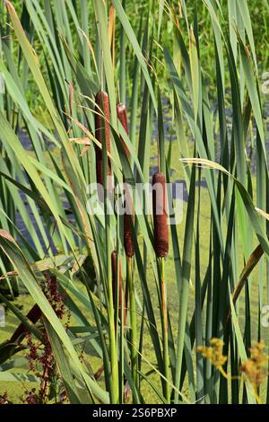 Bulrush a foglia larga, Typha latifolia, vicino al torrente Foto Stock