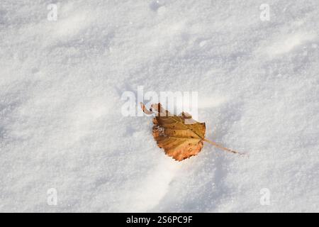 Foglie autunnali secche nella neve Foto Stock