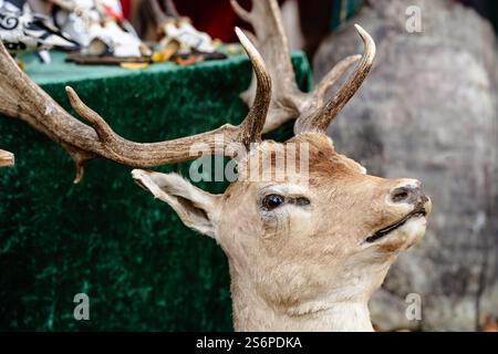 Una testa di cervo con corna è su un tavolo verde. La testa di cervo è marrone e ha un naso bianco Foto Stock