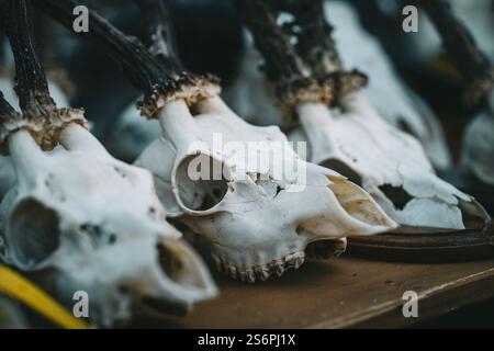 Tre teschi di cervo sono visualizzati su un tavolo. I teschi sono bianchi e hanno un aspetto naturale e rustico. Concetto di nostalgia e connessione con il natur Foto Stock