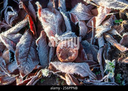 Frutto di un medlar (Mespilus germanica) su foglie cadute, frutta caduta, inverno, gelo Foto Stock