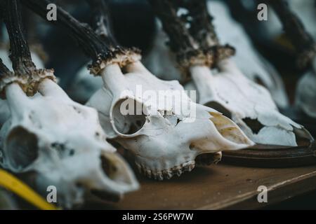Tre teschi di cervo sono visualizzati su un tavolo. I teschi sono bianchi e hanno un aspetto naturale e rustico. Concetto di nostalgia e connessione con il natur Foto Stock