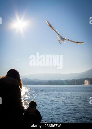 Svizzera, che dà da mangiare ai gabbiani sul lago di Zurigo Foto Stock