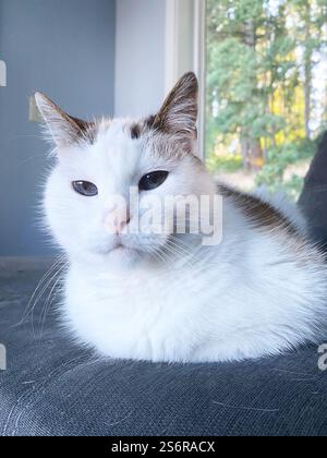 Primo piano di un gatto bianco con macchie marroni e occhi grandi. Foto Stock
